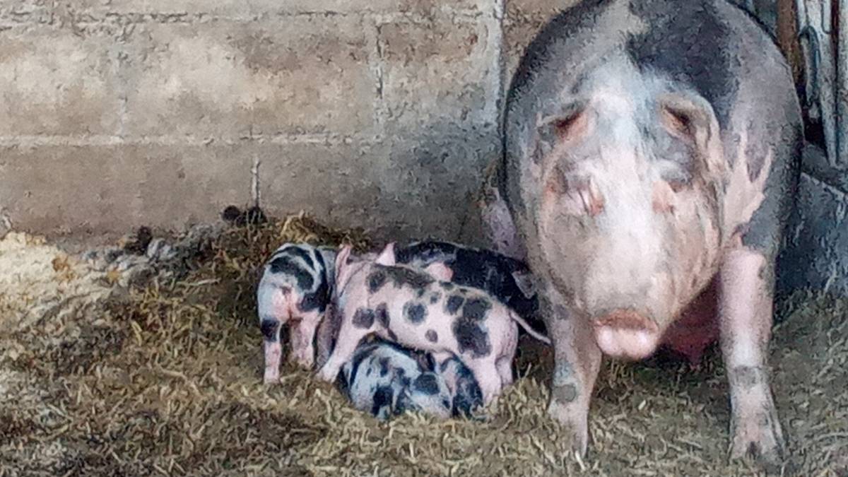 Cerdos lechones - imagen 1