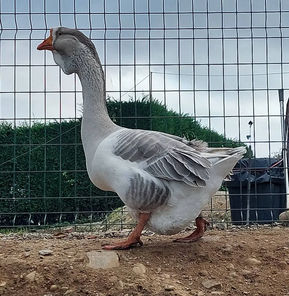 Oca macho kholmogory  - imagen 1