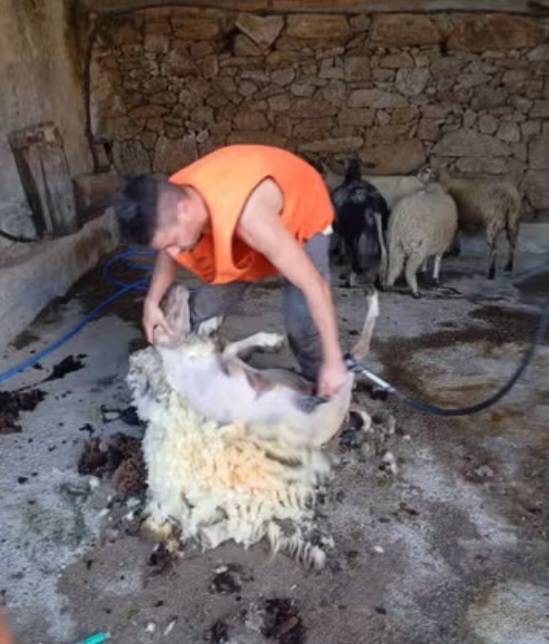 Esquilador de ovejas León y Zamora - imagen 1