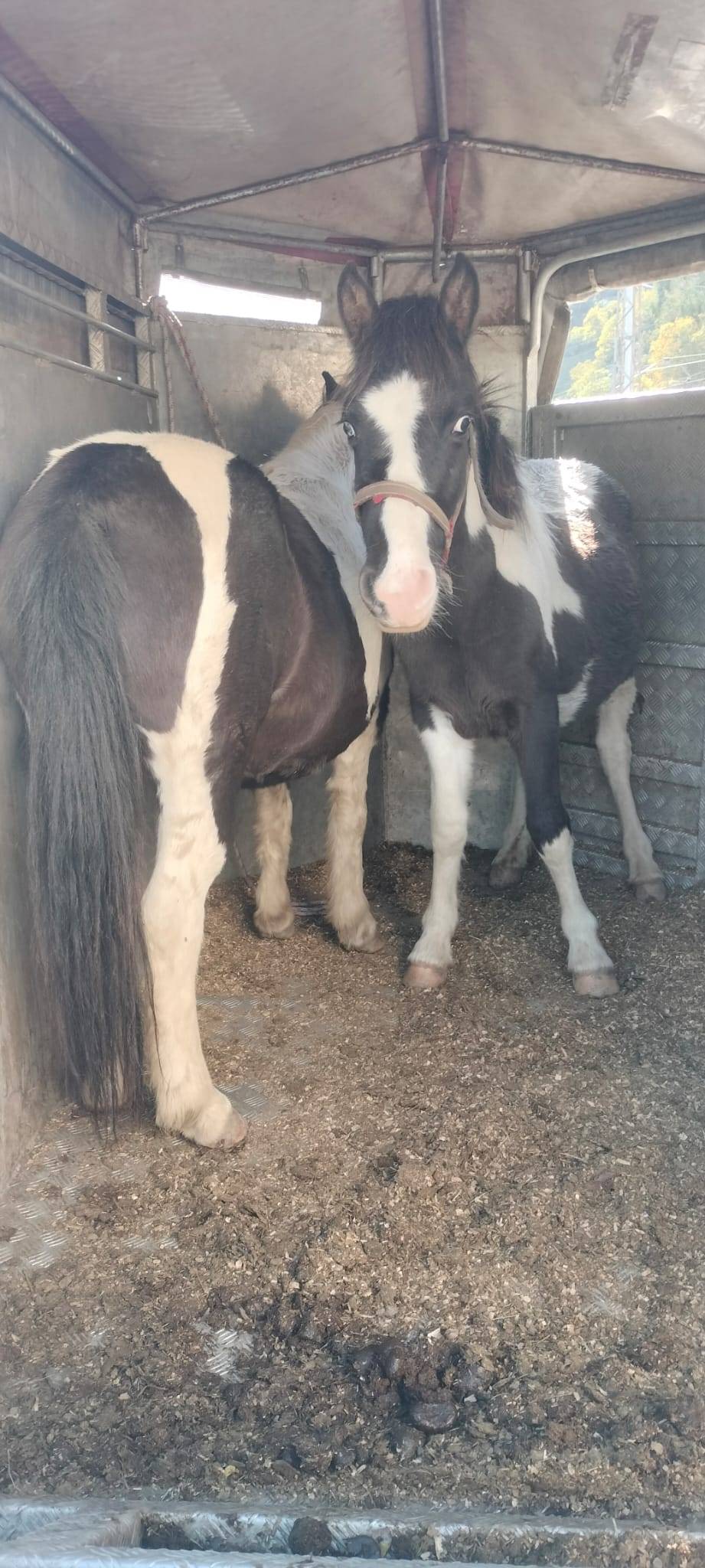 Se vende potro pinto - imagen 1