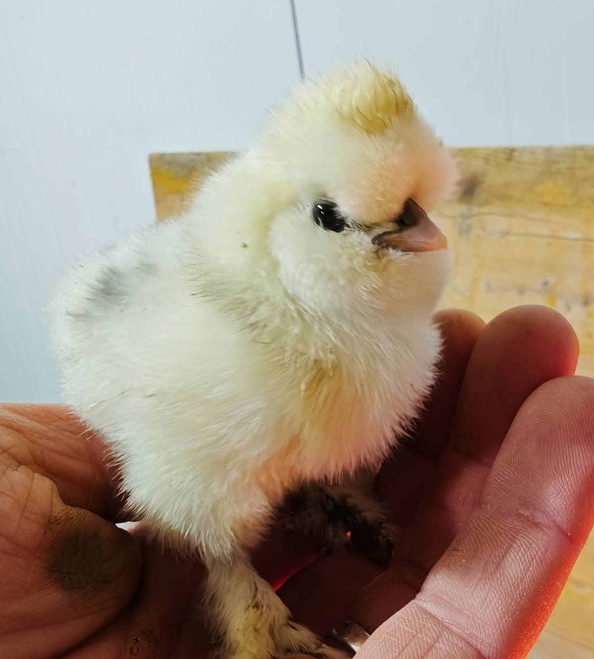 Pollitos de sedosas linea usa. - imagen 1