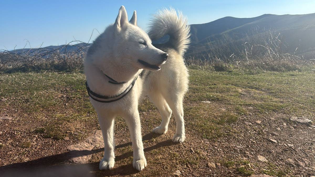 MACHO HUSKY PARA CUBRICIONES - imagen 1