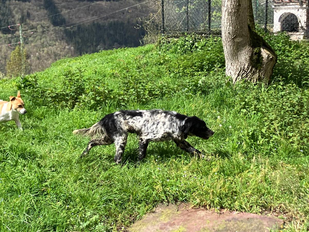 Perros seter - imagen 1