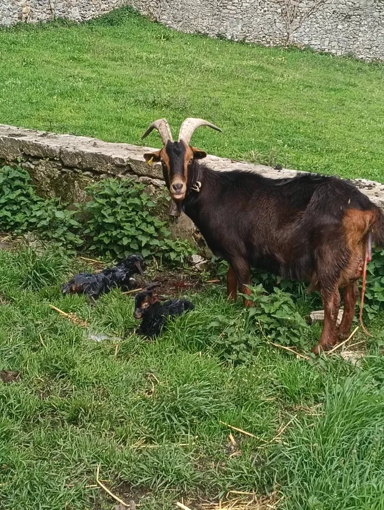 Se venden cabritas  - imagen 1