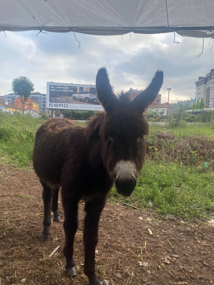 Se vende burra joven - imagen 1