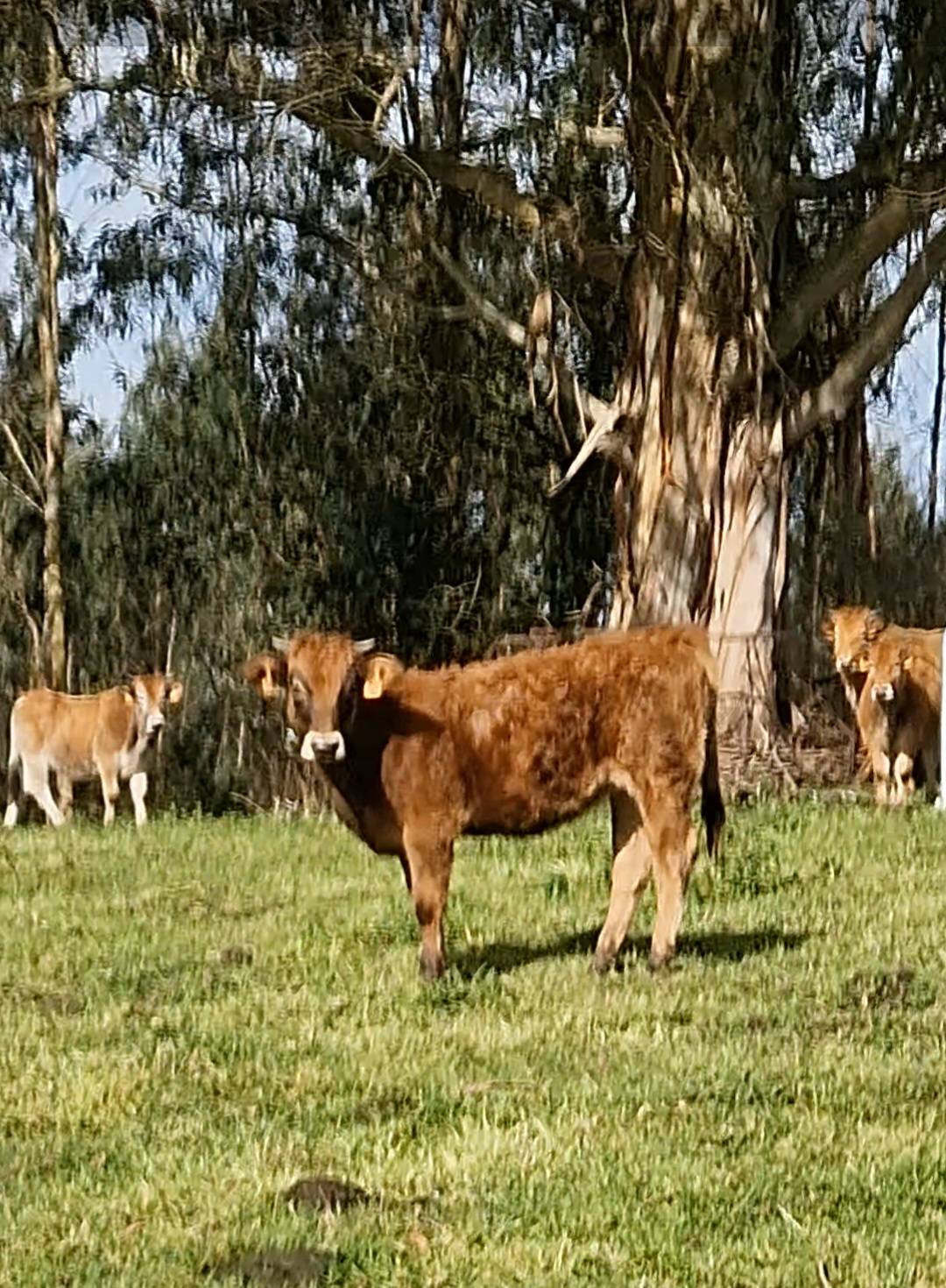 Ternera asturiana marcada - imagen 1