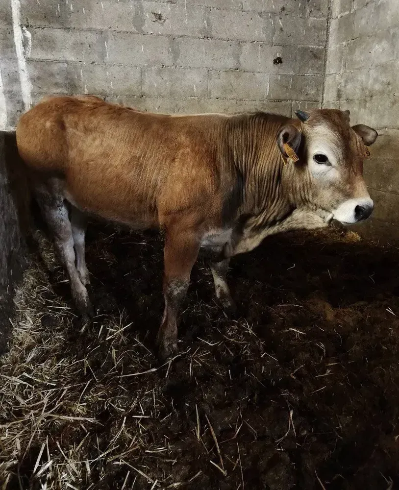 Se vende ternero asturiano de los valles  - imagen 1