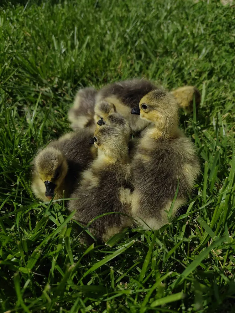 Ocas chinas - imagen 1