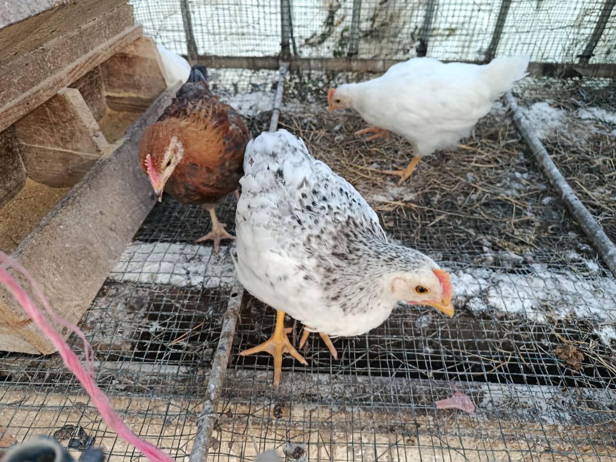 Pollitos  - imagen 1