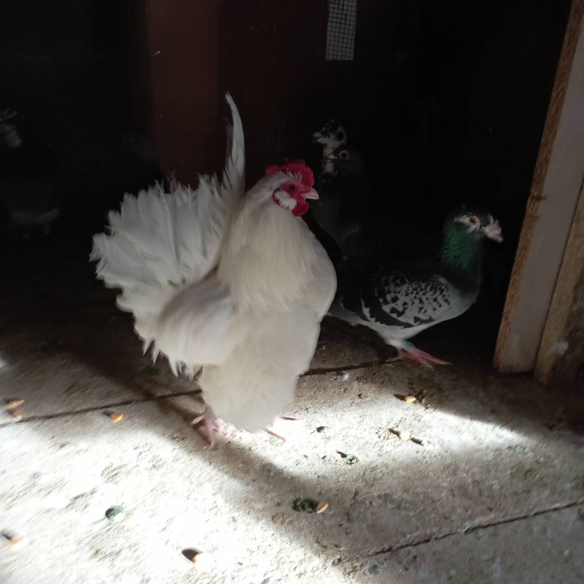 Kiko macho enano - imagen 1