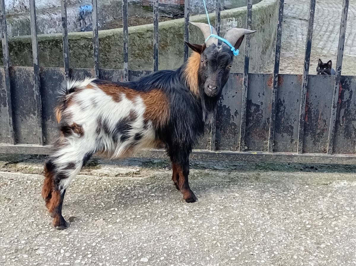 Cabrito enano - imagen 1