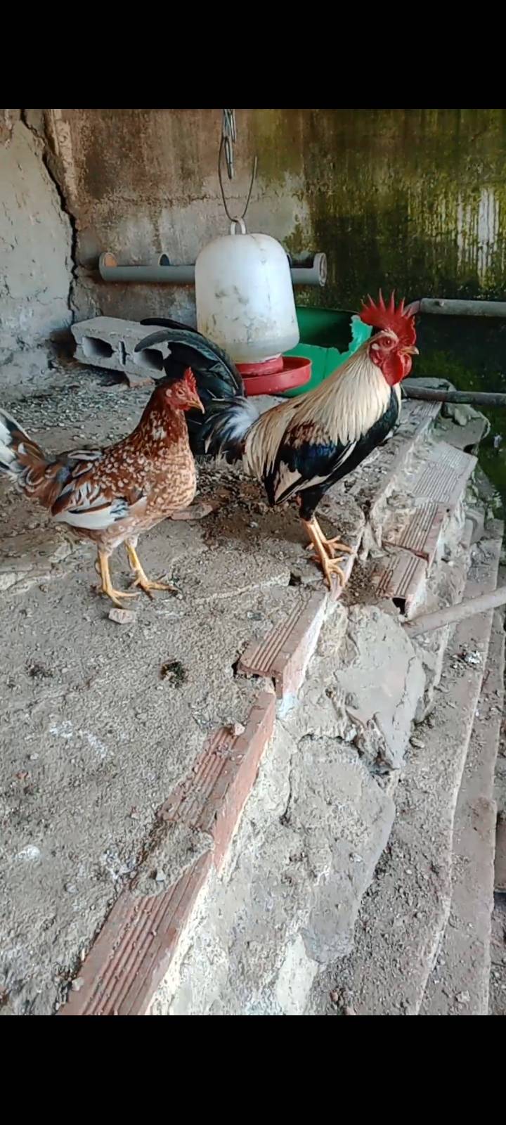 Pareja de combatiente español - imagen 1