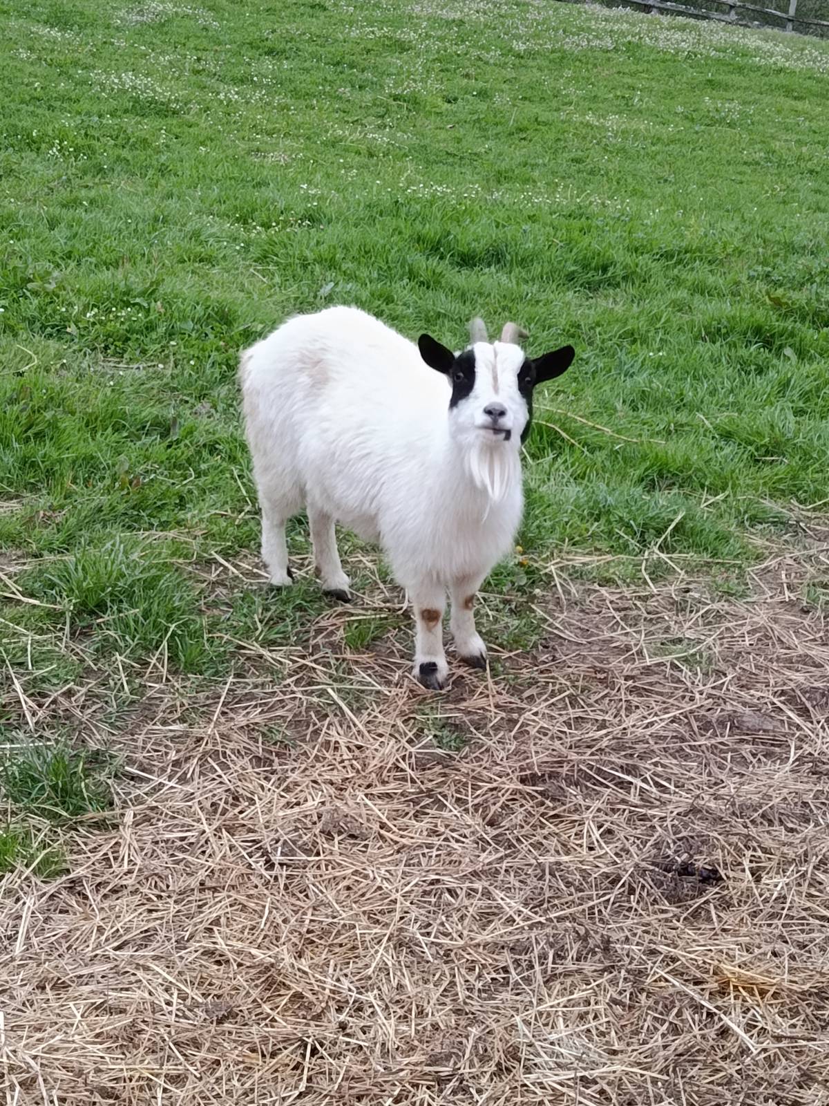 Se vende  - imagen 1