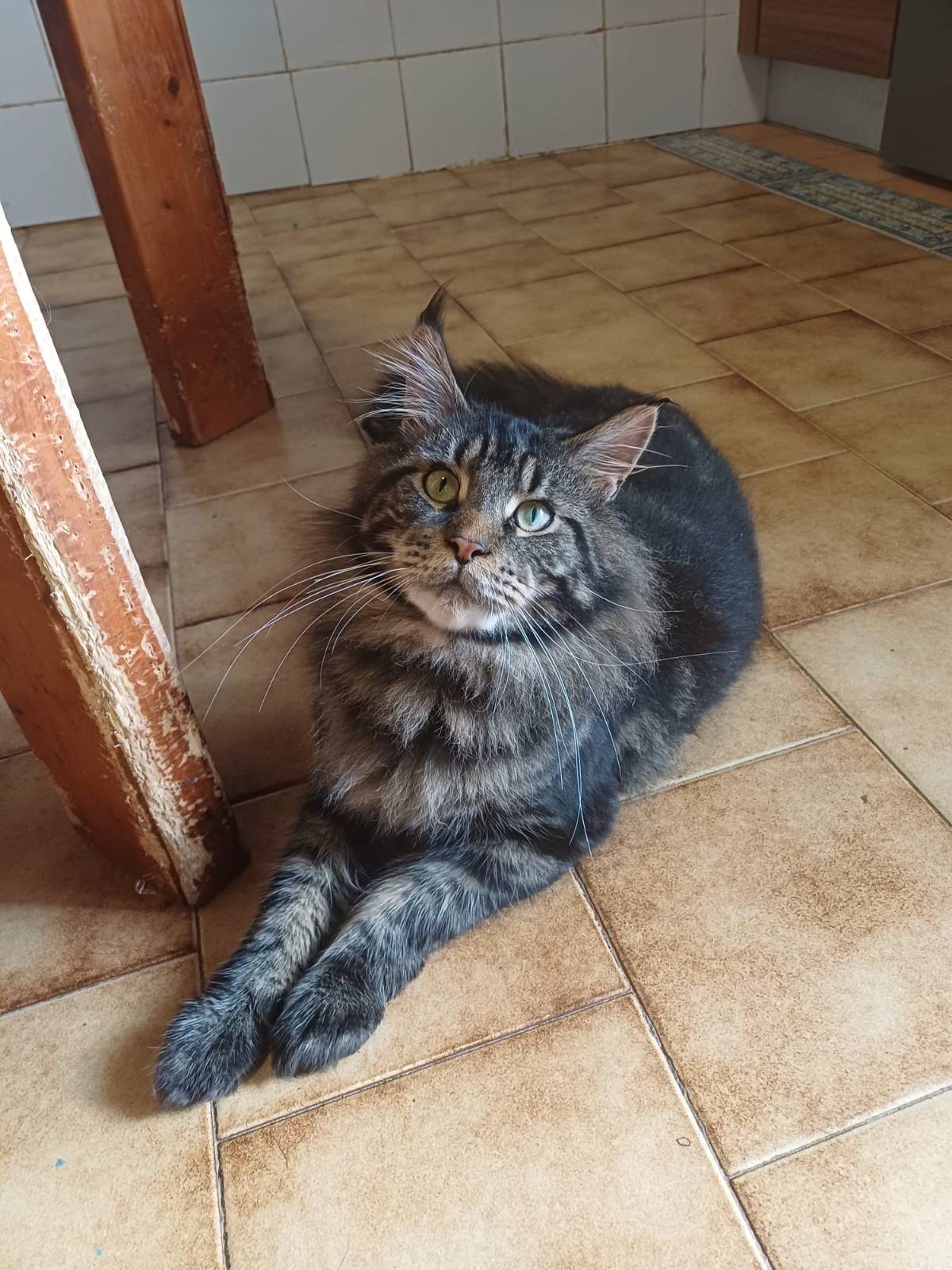 SE VENDE MAINECOM MACHO - imagen 1