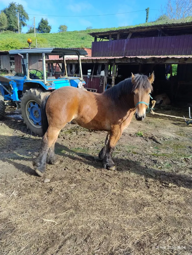 Vendo potro de dos años  - imagen 1