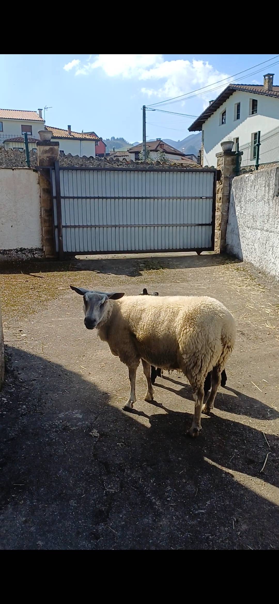 Oveja azul del mar parida - imagen 1
