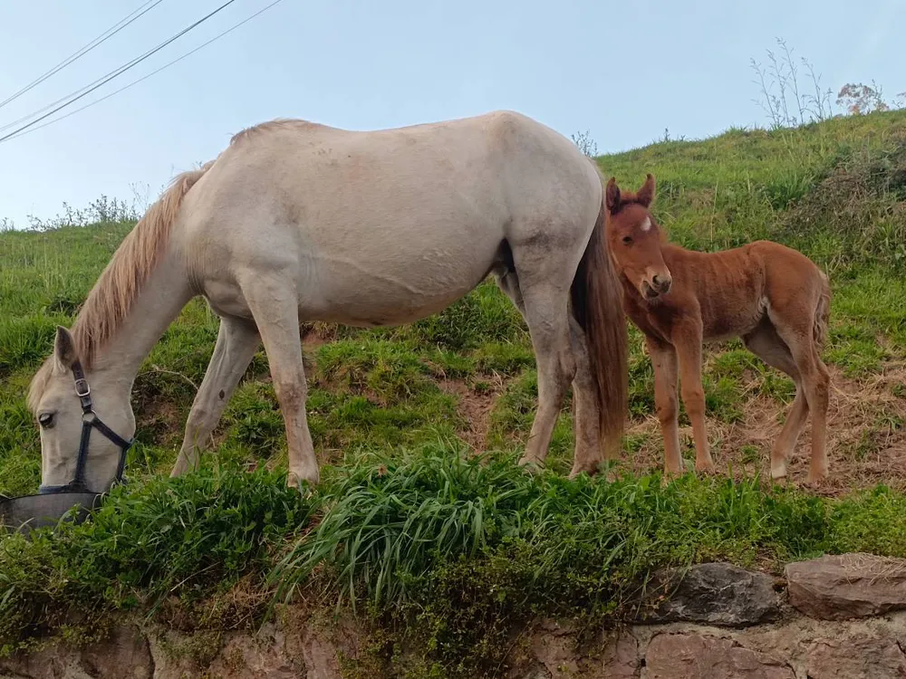 Se vende yegua pura española  - imagen 1