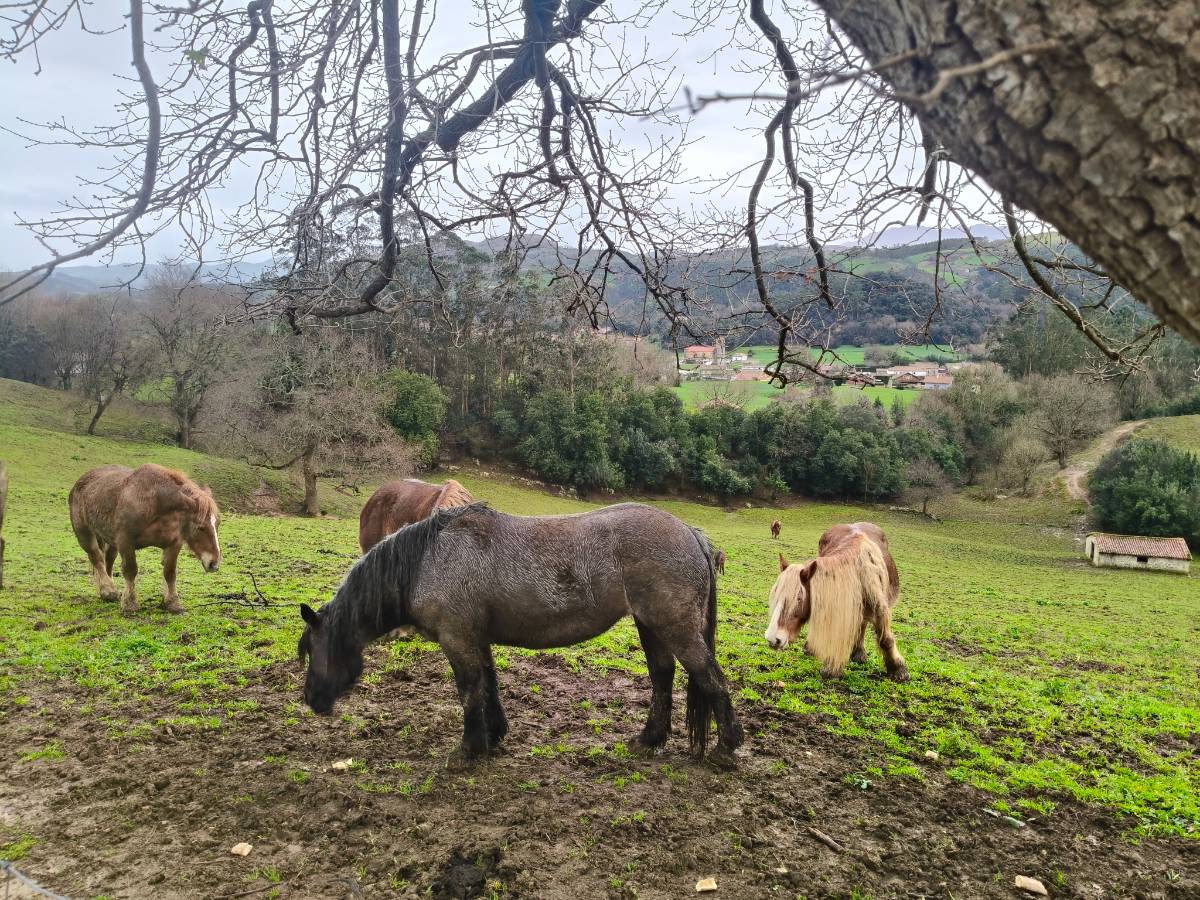 Se venden yeguas  - imagen 1