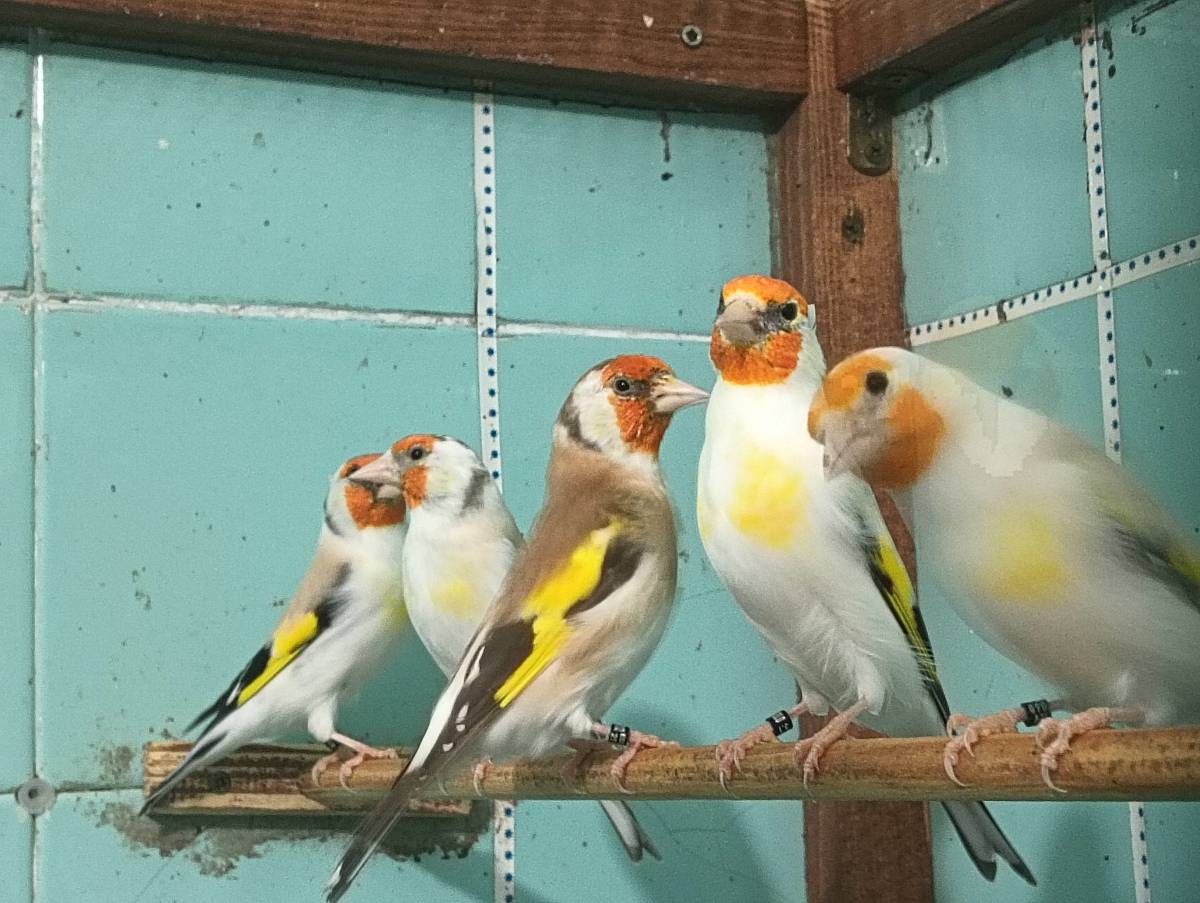 Jilguero Mayor  - imagen 1