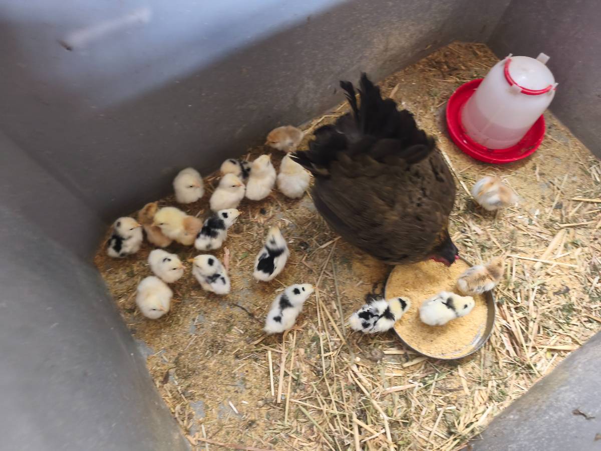 Kika con pequeños - imagen 1