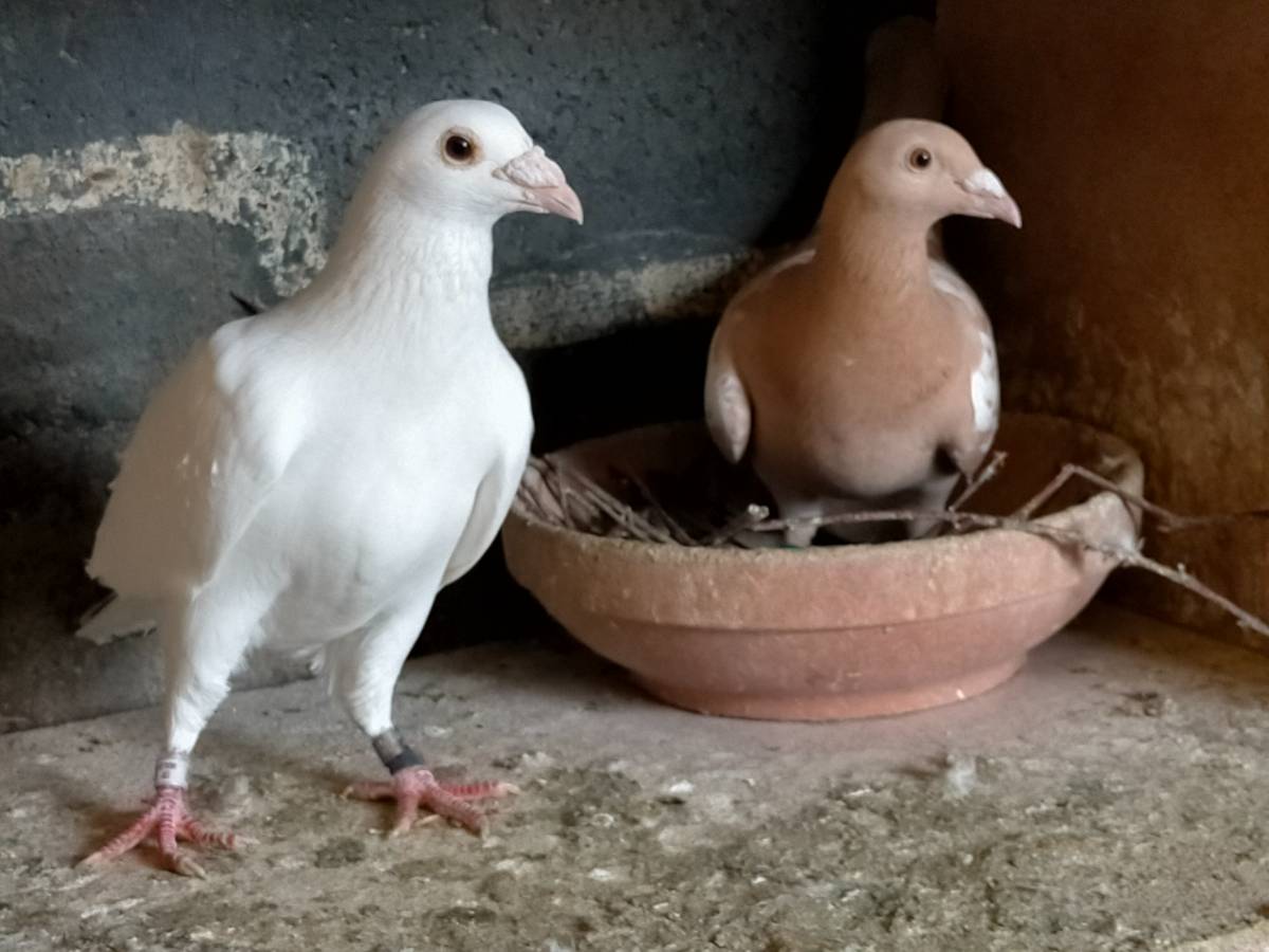 Palomas mensajeras - imagen 1