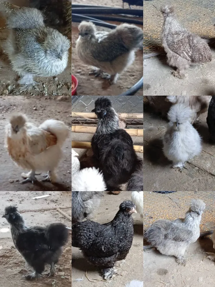 Huevos fértiles de sedosas  - imagen 1