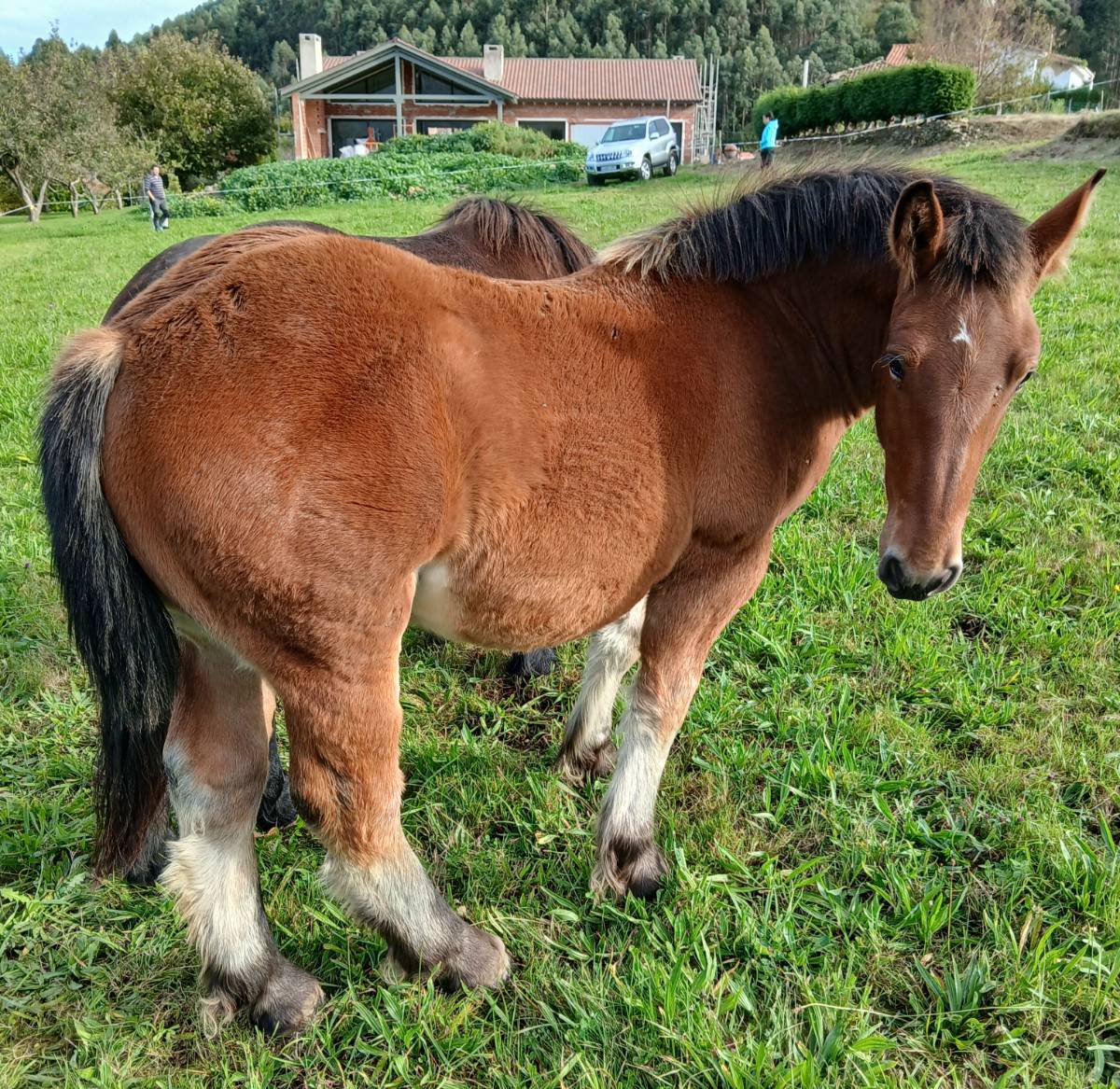 Se vende potro - imagen 1