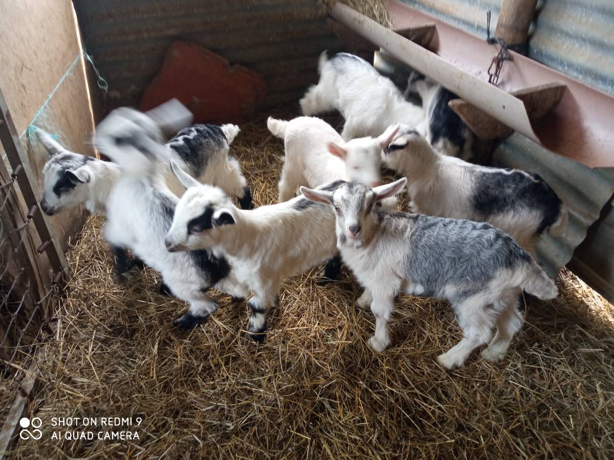 Cabritos mantrinos  - imagen 1