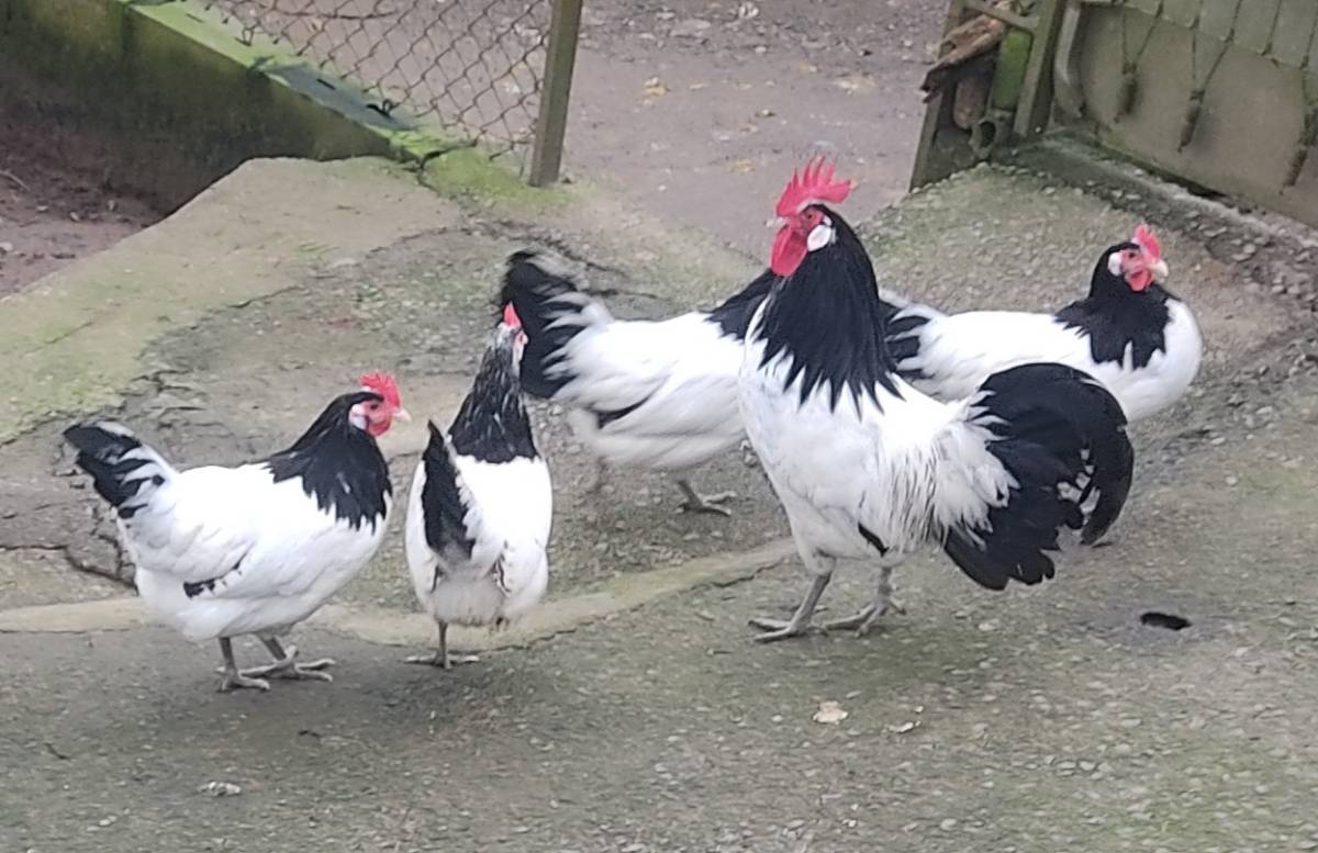 Huevos de gallinas lakenfelder  - imagen 1