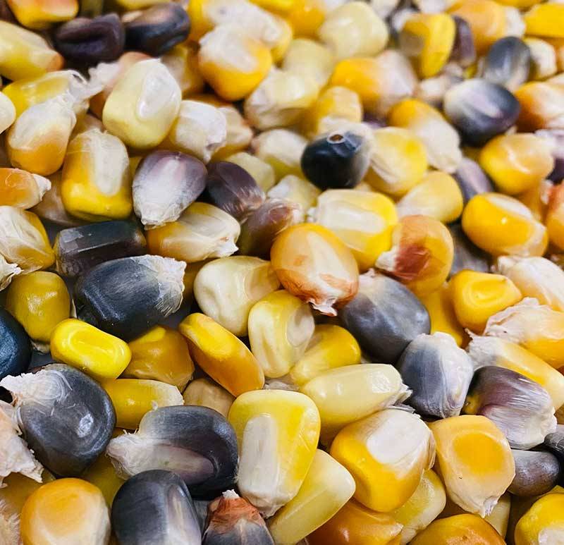 30 gr. Semillas de maíz variedad antigua autóctona Asturias - imagen 1