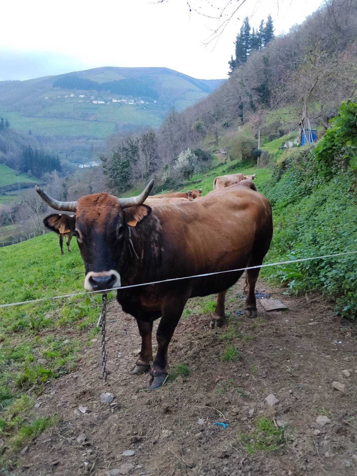 Vaca parida  - imagen 1