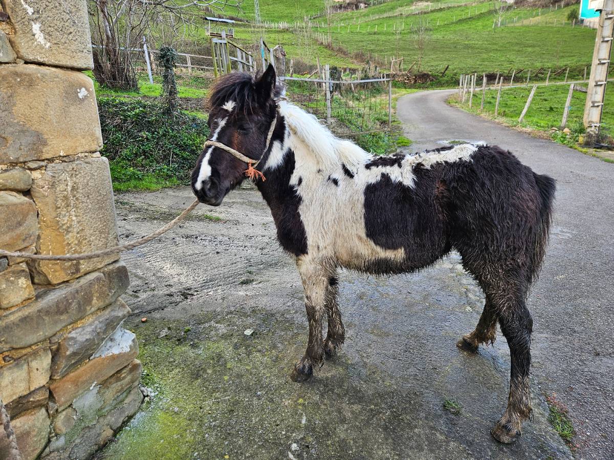 Potra pinta - imagen 1