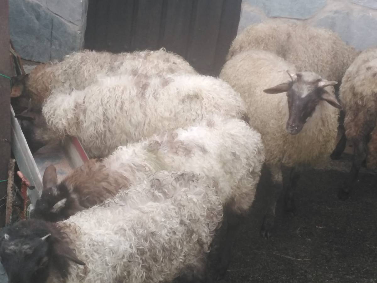 Corderos latxos - imagen 1