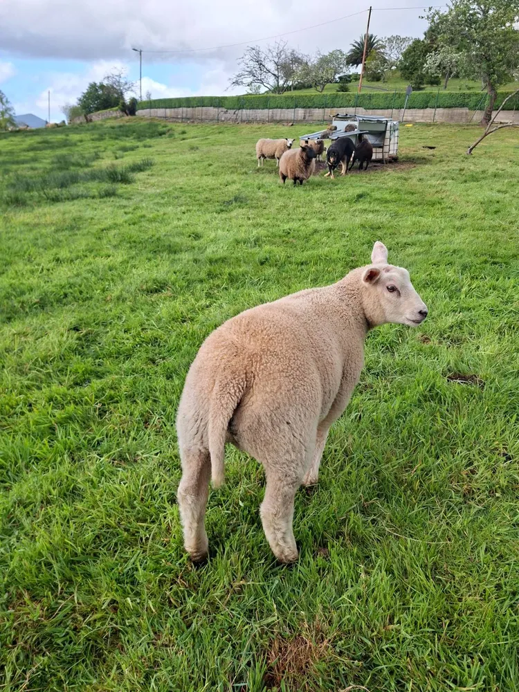 Se venden dos corderos - imagen 1
