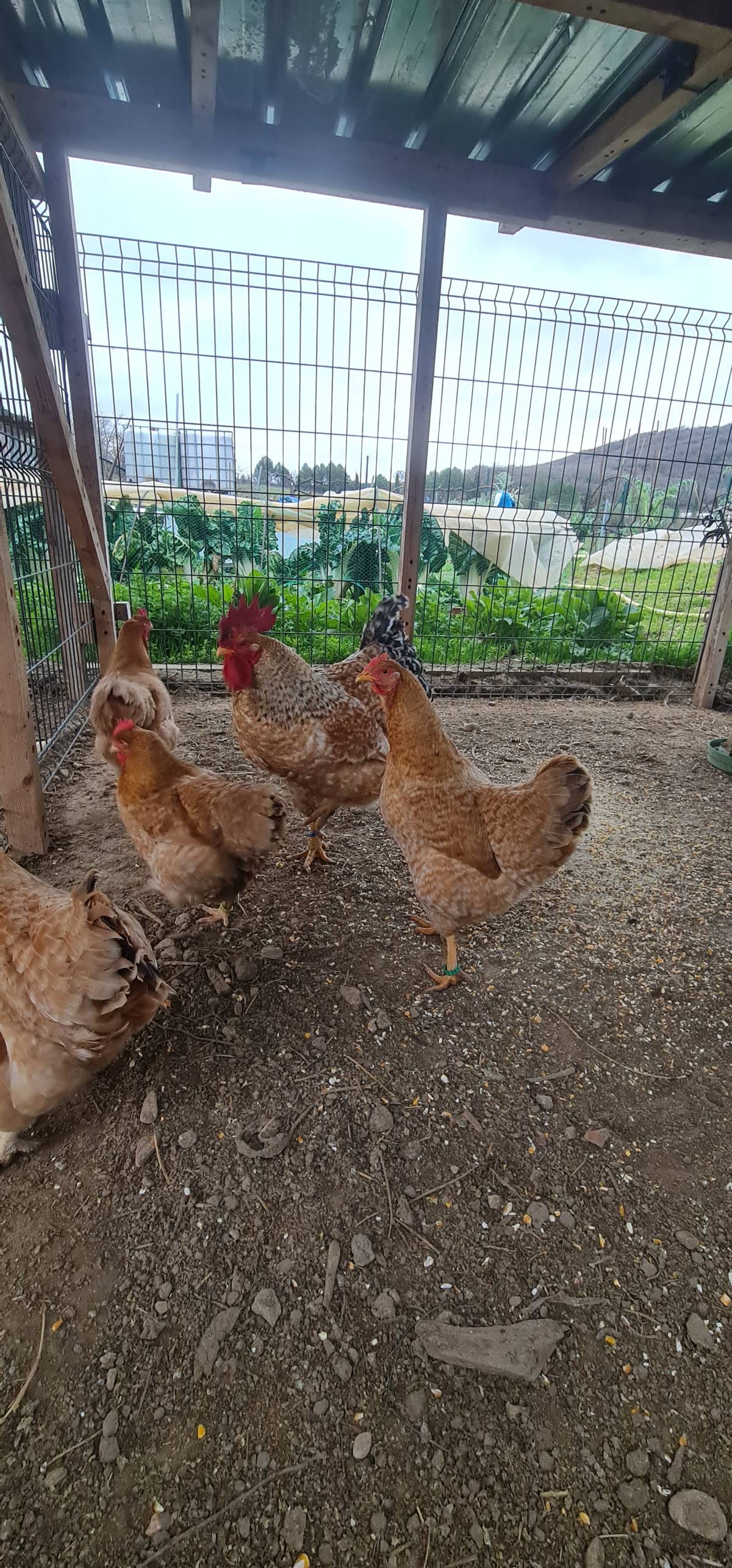 Huevos euskal marradune  - imagen 1