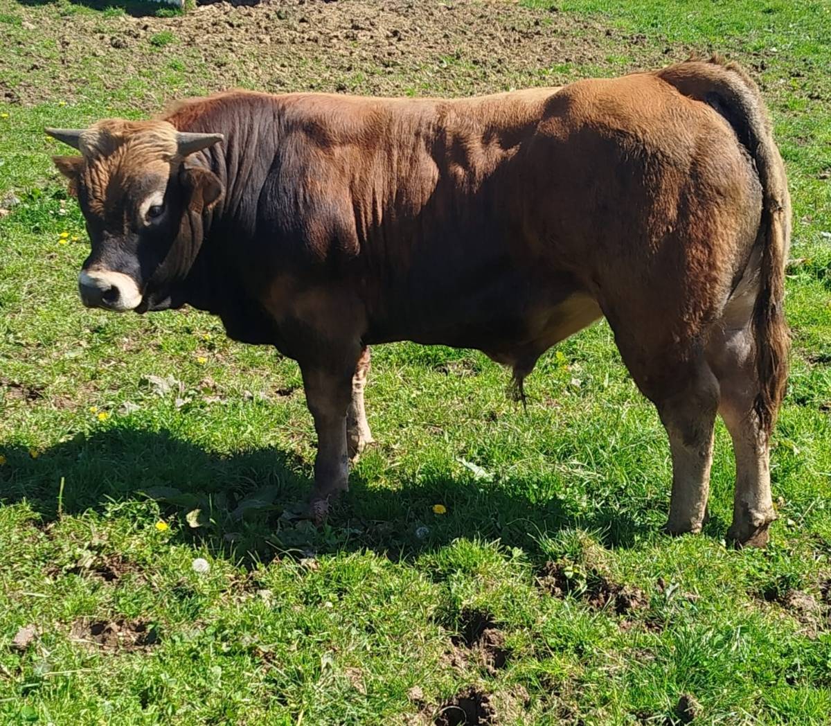 Se vende novillo  - imagen 1