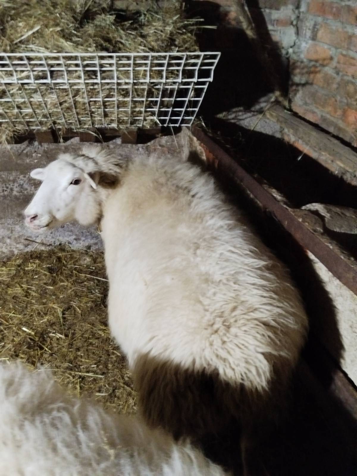 Se vende oveja  - imagen 1