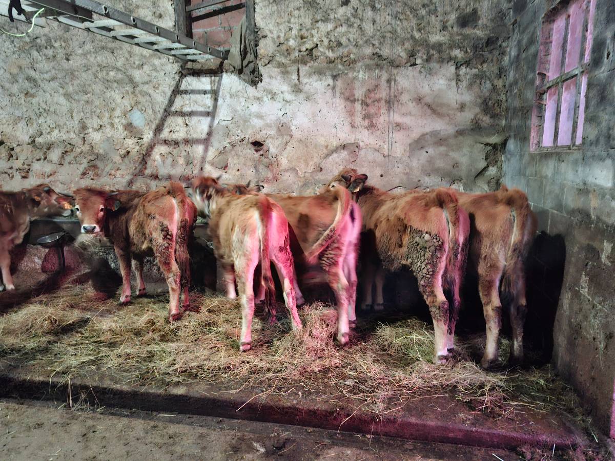 Terneras  - imagen 1