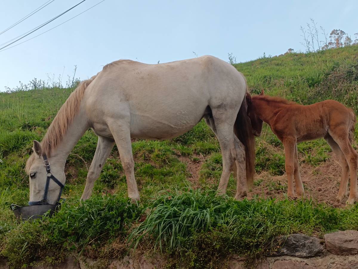 Se vende yegua pura española - imagen 1