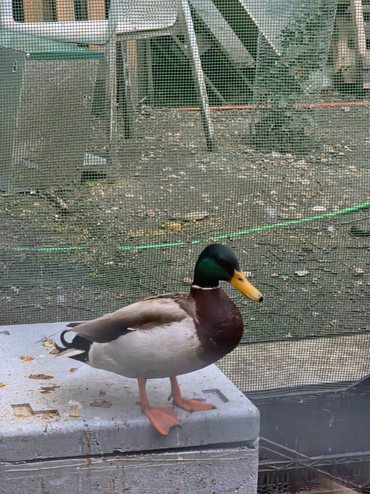 Ánades y mudos - imagen 1