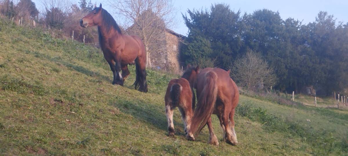 Venta de yegua parida - imagen 1