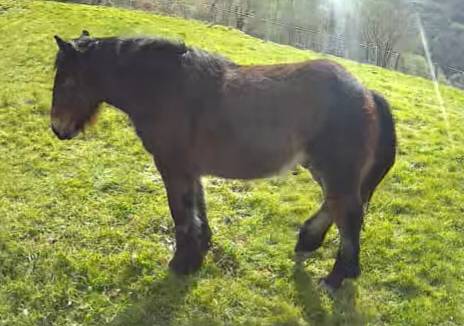 Potro burguete - imagen 1