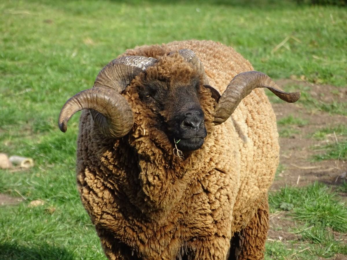 Corderos Merino Negro  - imagen 1