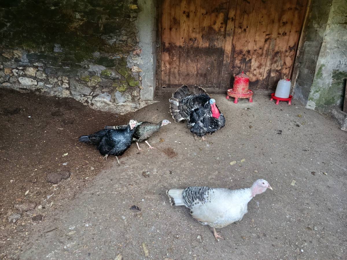 Se venden huevos fertiles de pavo comun  - imagen 1