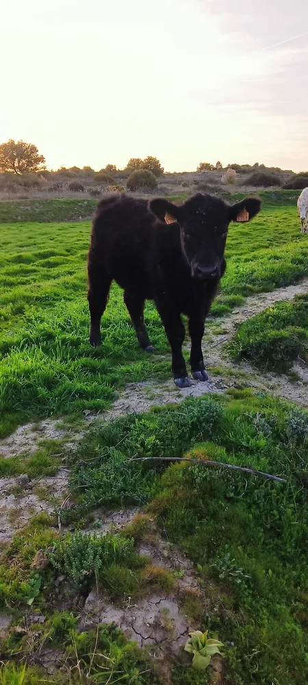 Novillas angus - imagen 1