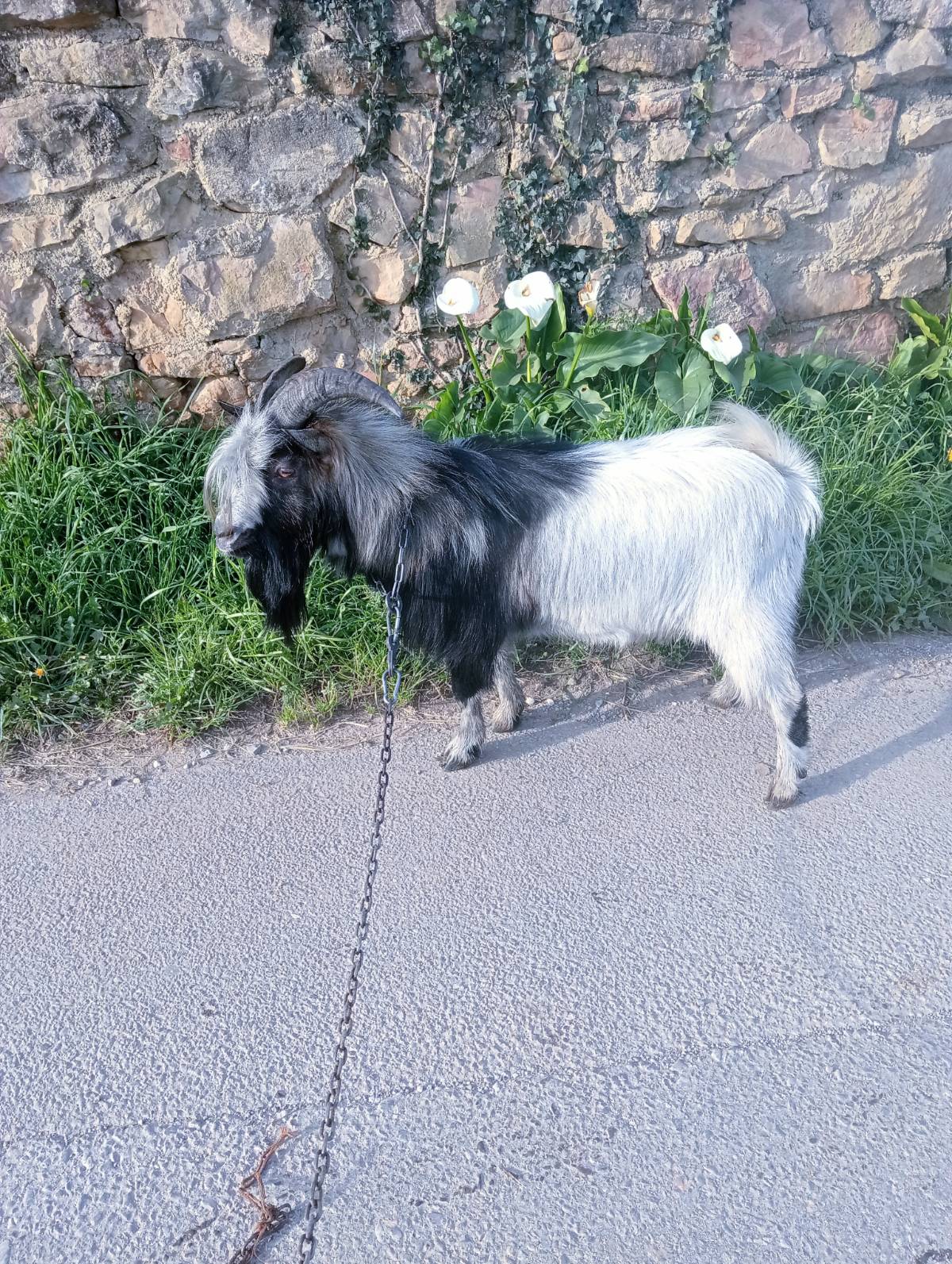 Se vende cabrito enano  - imagen 1