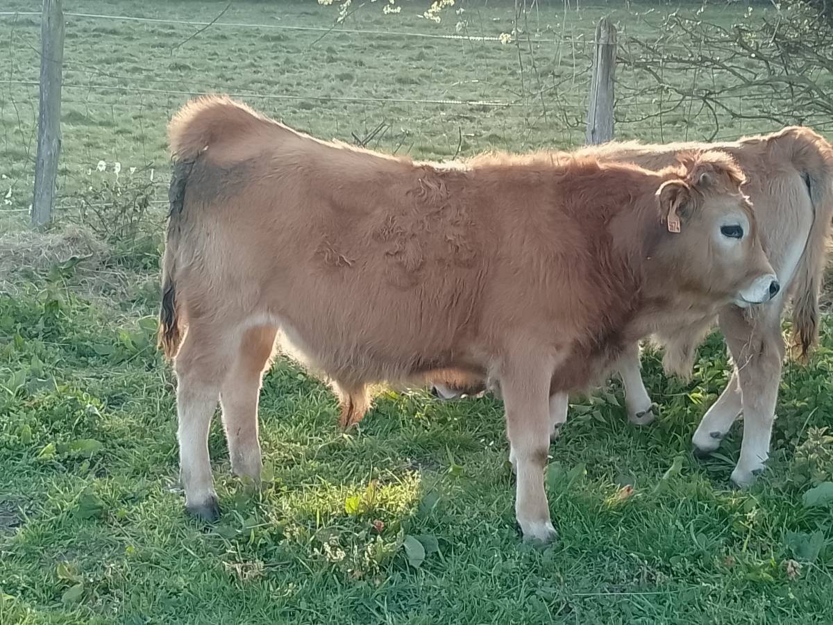 XATOS CASINOS - imagen 1