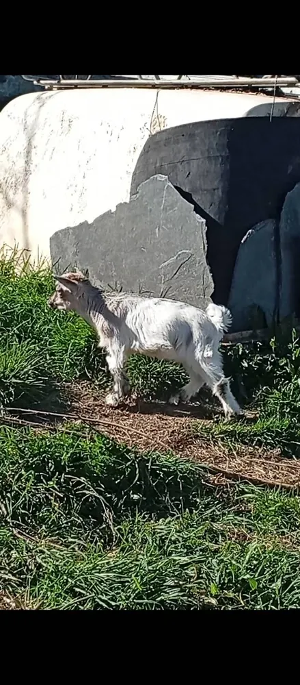 Cabritos enanos mochos - imagen 1