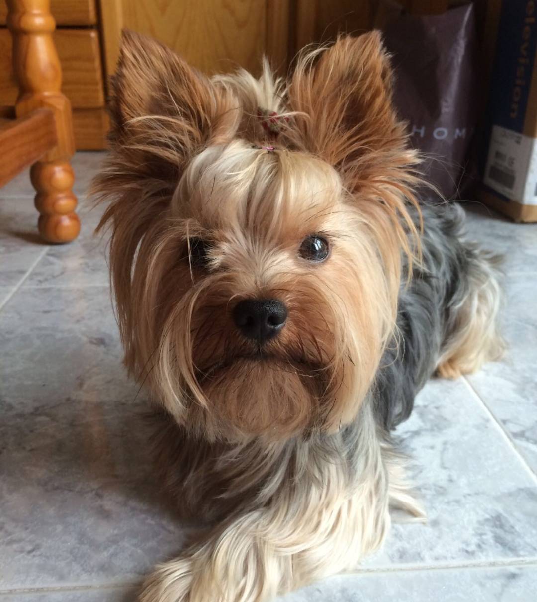 Busco Yorkshire  - imagen 1