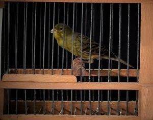 Canarios timbrados - imagen 1